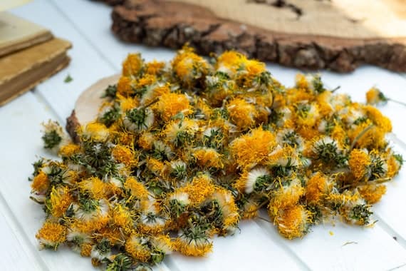 Dandelion Flowers